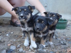 У Полтаві безпритульні тварини шукають господарів (фото)