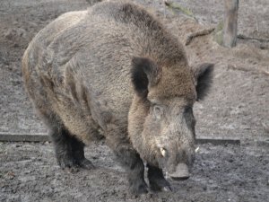 Фото: На Полтавщині за 5 днів сезону полювання виявили вже 7 правопорушників