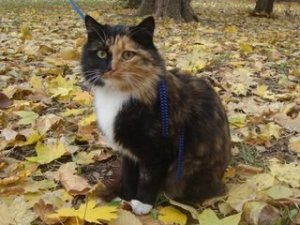 У Полтаві безпритульні тварини шукають господарів (фото)