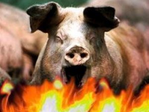 Фото: Пожежа на Полтавщині: в інкубаторі погоріли свині