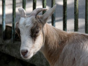 На Полтавщині чоловік украв у пенсіонерки козу
