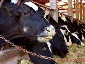 Фото: Полтавщина лідирує в Україні по виробництву молока в сільгосппідприємствах