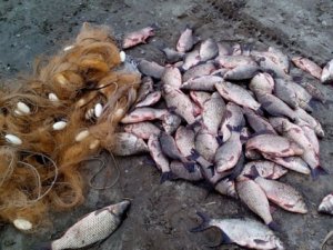 Фото: У Кременчуці троє рибалок завдали державі збитків на понад 8 тисяч