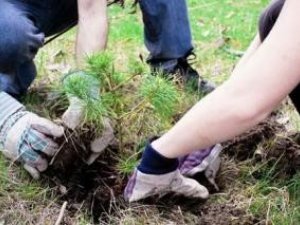 У Полтаві влада змусить комунальників та дітей садити дерева