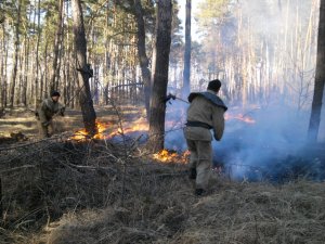 Фото: На Полтавщині ледь не згоріло 15 гектарів лісу