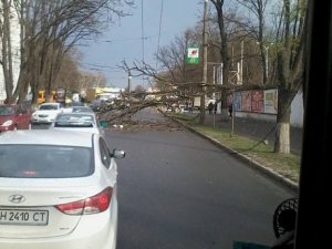 На дорогу біля кадетського корпусу в Полтаві впало дерево (оновлено + фото)