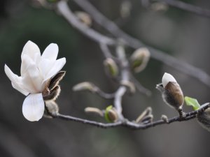 У парку аграрної академії зацвіла магнолія (фото)