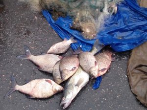 Фото: У Кобеляцькому районі затримали чоловіка, який незаконно перевозив 70 кілограмів риби