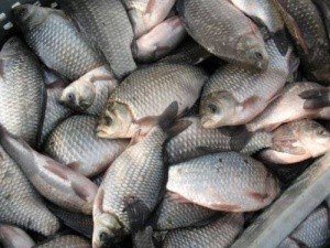 На Полтавщині чернігівець спіймався з 200 кілограмами риби без документів
