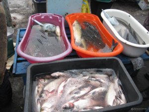 Фото: Операція «Нерест–2015» провалена: ринки Полтавщини заповнені рибою з ікрою