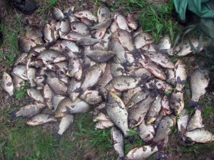 Фото: Мешканець Полтавщини незаконно виловив риби на суму близько 5 тисяч гривень