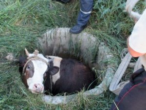 Фото: У Кременчуці в каналізаційний люк упала корова