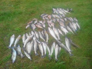 Фото: У Диканському районі затримали браконьєрів, які виловили 150 кг риби