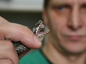 Фото: У Полтаві термін придатності вакцини проти зміїних укусів закінчується у червні