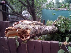 У Полтаві пиляють аварійні дерева так, що аж ламають паркани (ФОТО)