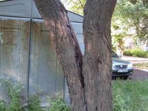 Фото: У Полтаві люди скаржаться, що аварійні дерева біля їх будинку не спилюють