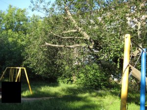 У Полтаві люди скаржаться, що аварійні дерева біля їх будинку не спилюють