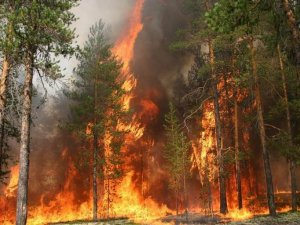 Фото: Пожежники закликають обережніше відпочивати в полтавських лісах