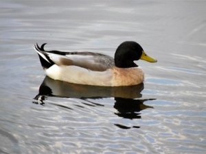 Через півмісяця на Полтавщині відкривають сезон полювання