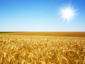 На Полтавщині планують зібрати більше півтора мільйона тонн ранніх зернових