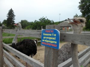 Фото: На Полтавщині проводять екскурсії на страусину ферму