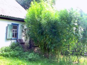 Фото: На Полтавщині чоловік  вирощував більше 200 рослин коноплі