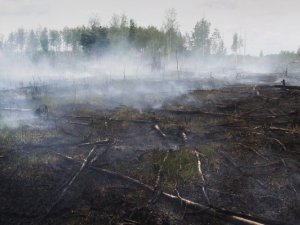 На Полтавщині спеціально підпалюють очерет, аби отримати пасовища на наступний рік