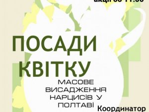 Фото: У Полтаві масово висаджуватимуть нарциси