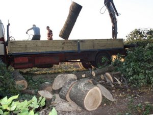 Фото: На Полтавщині затримали осіб, котрі займались незаконною порубкою дерев