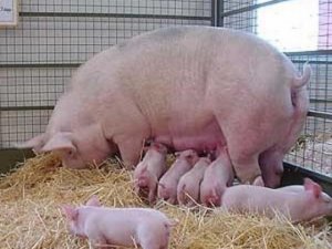 Фото: На Полтавщині ліквідували африканську чуму свиней