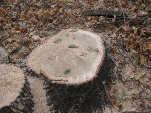 Фото: Лісівник на Полтавщині незаконно напиляв дерев на 320 тисяч