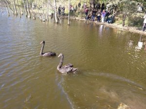 Фото: В полтавському дендропарку оселилися двоє чорних лебедів