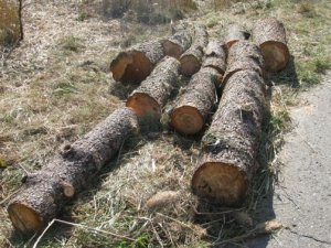 На Полтавщині затримали чоловіків, які вирубали 24 дерева вільхи