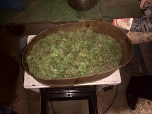 Фото: У жителя Миргородського району вилучили 2 кілограми "марихуани"