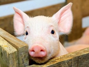 У Гребінківському районі спалили 16 туш свиней із африканською чумою