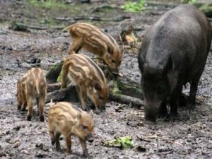 Кабмін рекомендує вибити всіх диких свиней на Полтавщині