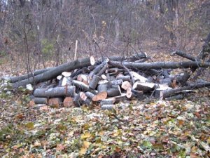 Фото: Чоловік біля Лохвиці незаконно напиляв дерев на 14 тисяч гривень