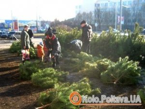 Фото: Про ціни на ялинки у Полтаві та як перевірити законність її вирубки