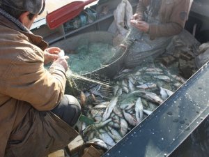 Фото: На Полтавщині рибалки незаконно наловили риби на 90 тисяч гривень (ФОТО)