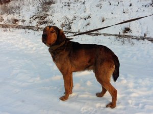 У Полтаві безпритульні тварини шукають господарів (фото)