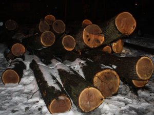 Фото: У Кременчуці незаконно нарубали лісу на 300 тисяч гривень