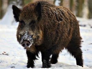 На Полтавщині знову виявили африканську чуму свиней