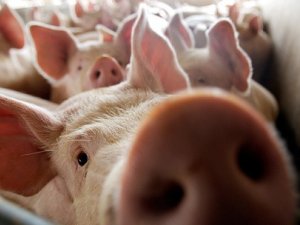 Фото: На Полтавщині знову зафіксували чуму свиней