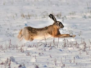 Фото: На Полтавщині вперше в Україні почали розводити зайця-русака