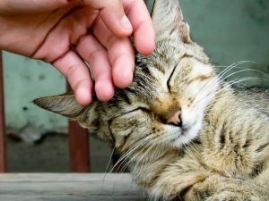 Фото: Приписую вам… кота, або Фелінотерапія як незвичний метод лікування