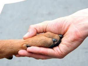 Фото: У Полтаві ще одного собаку врятували з ями