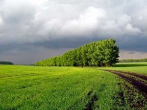 Фото: Лісосмуги пиляють на дрова, бо вони нікому не належать – нардеп з Полтавщини