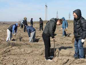 ​У Щербанях посадять близько 20 тисяч акацій