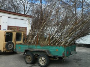 Фото: У Кобеляцькому районі чоловік викопав 100 саджанців берези