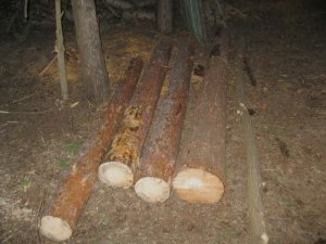 Фото: За незаконне вирубування дерев на Полтавщині двоє чоловіків можуть отримати до трьох років